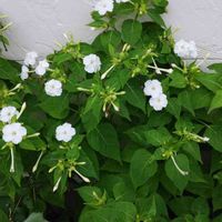 オシロイバナの画像