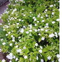 オシロイバナの画像