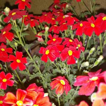 ご褒美の画像 by チガママさん | 小さな庭とサンブリテリア スカーレットと道の駅とかわいい赤色とおうち園芸とご褒美ときれいな色