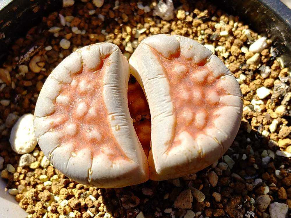 俺流 リトープスの育て方 Greensnap グリーンスナップ