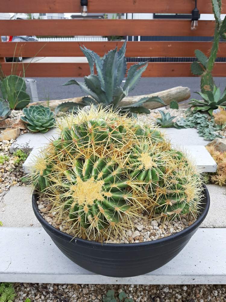 越冬済み 大株　11頭発根済み　ウチワサボテン アメリカンハウス　金鯱　チカーノ 越冬済み 大株 11頭発根済み ウチワサボテン アメリカンハウス