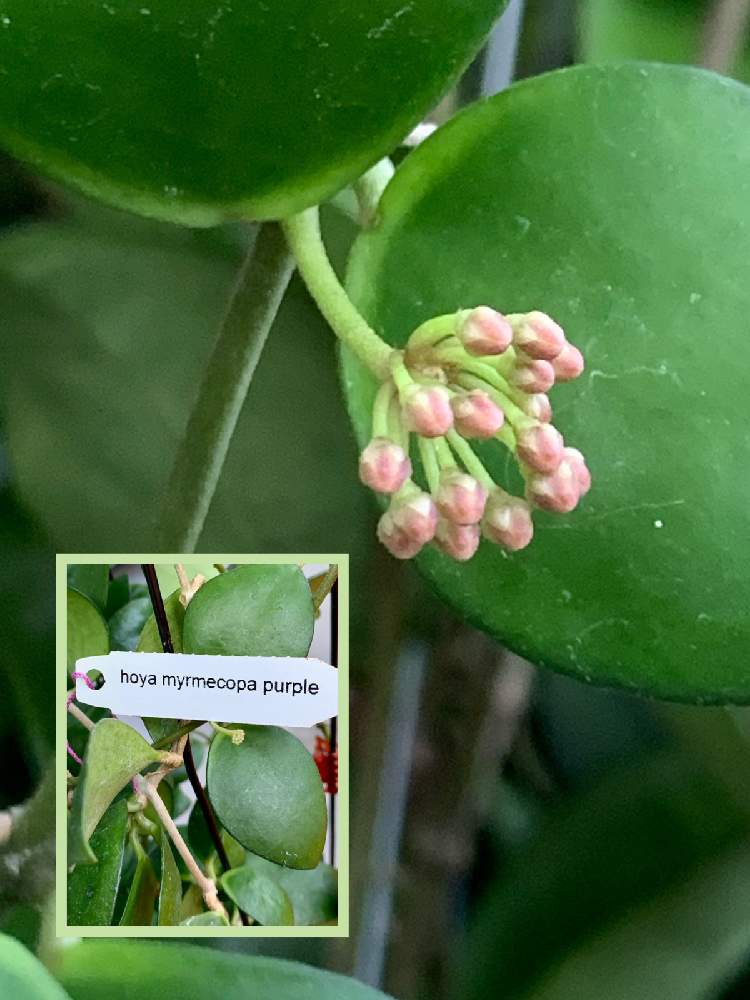 ホヤ ミルメコパ パープルの投稿画像 By あじさいさん Hoya Myrmecopa Purpleとホヤ ミルメコパ パープル とベランダと開花待ちと蕾 とhoya Myrmecopa Purple と初の蕾 と嬉しいとホヤと花座と楽しみと成長記録とホヤ大好きと可愛いとタイ 月9月1日