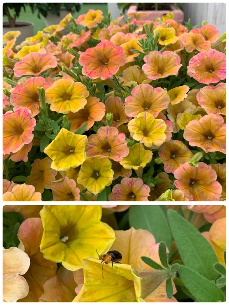 ペチュニア トロピカルティーの投稿画像 By カルさん タキイ種苗とおうち園芸とおうちで楽しむ夏の草花フォトコンと花を食べる虫とペチュニア とトロピカルティーとクロウリハムシとカルのモリモリ 月9月1日 Greensnap グリーンスナップ
