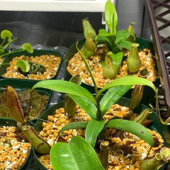 ネペンテス・グラシリスの画像 by がらすけさん | バルコニー/ベランダとネペンテス・グラシリスと食虫植物