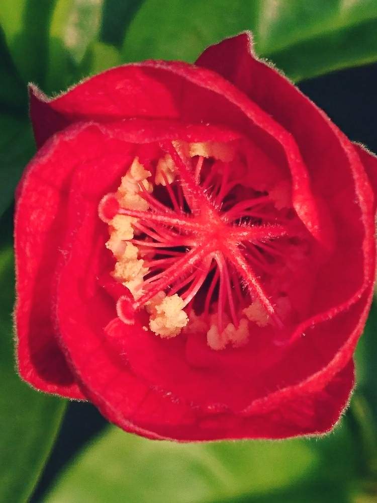 真っ赤な花の投稿画像 By あさがおさん 水やり大変と夏の花たちと夏の植物達と原種ハイビスカスとコキオと８月の庭と毎年咲くと ღ ற かわゅ と暑いのに咲いてる 月9月2日 Greensnap グリーンスナップ