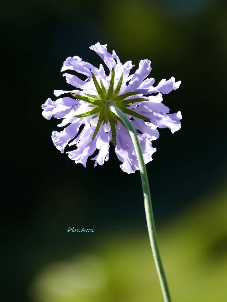 マツムシソウの投稿画像 By Barchettaさん 日本固有種と淡青紫色の花と山野草と草本と多年草と越年草と都道府県レッドリストと薬用植物 月9月2日 Greensnap グリーンスナップ