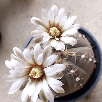 white･flowerの画像 by Succulent Eyeさん | Succulentsとsabotenとwhite･flowerと#cactusとcactii