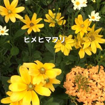 サンタンカ（山丹花）の画像 by manabeさん | お出かけ先とサンタンカ（山丹花）とビタミンカラーとヒメヒマワリ。と幸せの黄色いお花とルドベキア☆プレーリーサンとJR大阪駅