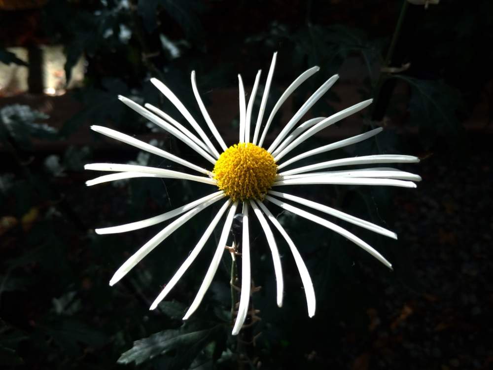 キクの投稿画像 By ドロップさん 肥後菊と白い花と花のある暮らしとお出かけ先にて 月9月2日 Greensnap グリーンスナップ