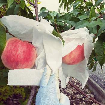 うちの庭の果実の画像 by Kajumiさん | 小さな庭と北海道の庭と庭の果樹と美味しい庭とうちの庭の果実