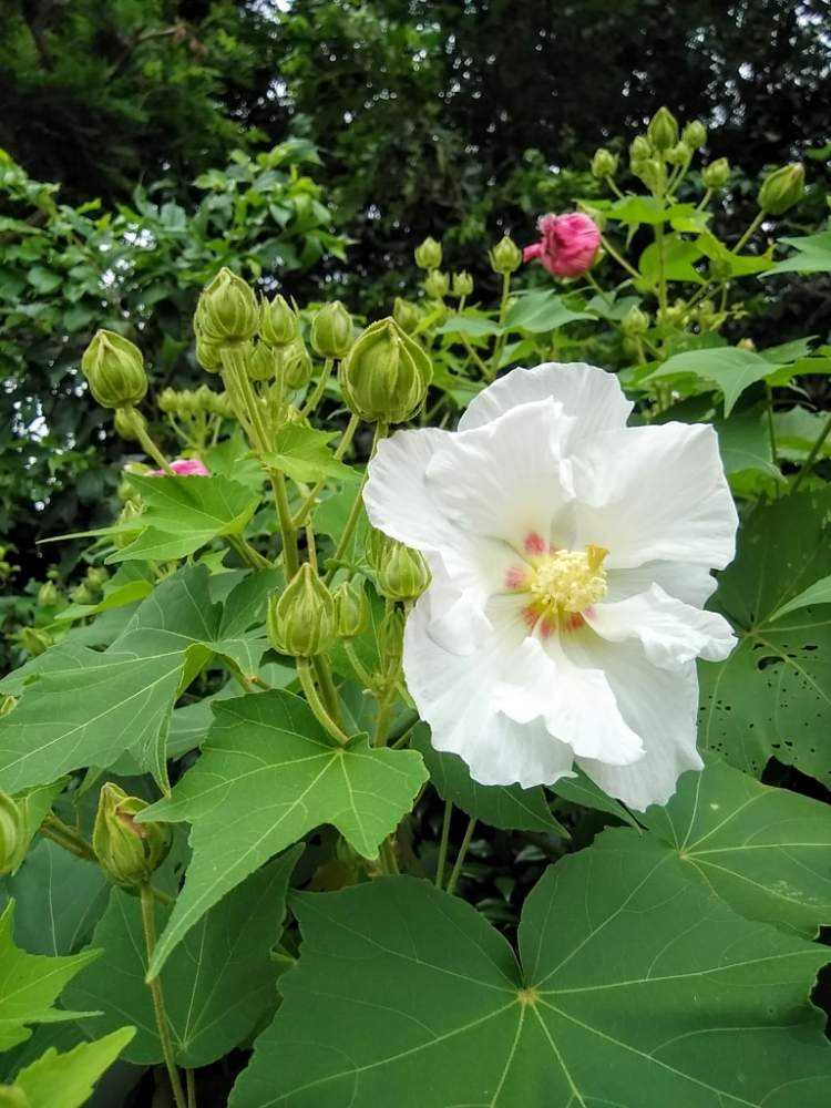 No.18 酔芙蓉 薄い花色の違和感から、酔芙蓉と確認するま。20210614更新｜🍀GreenSnap（グリーンスナップ）