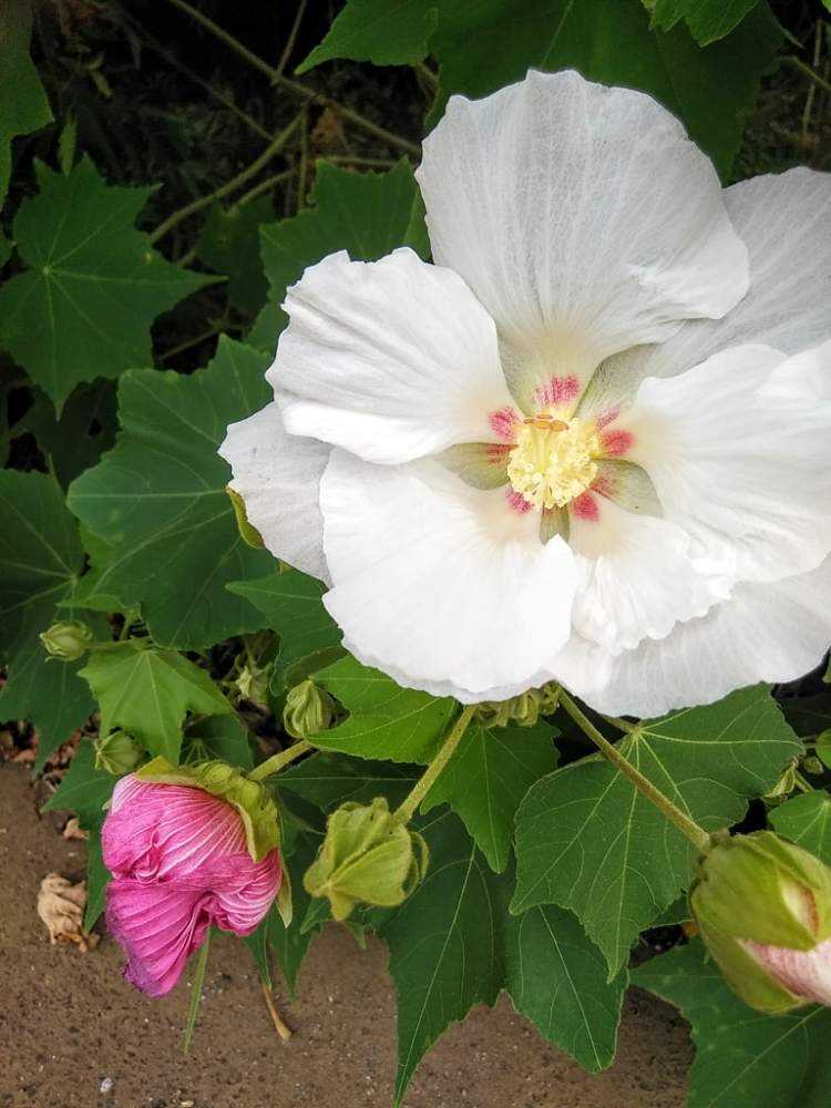 No.18 酔芙蓉 薄い花色の違和感から、酔芙蓉と確認するま。20210614更新｜🍀GreenSnap（グリーンスナップ）