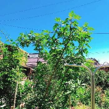 大きなイチジクの木の投稿画像一覧 Greensnap グリーンスナップ