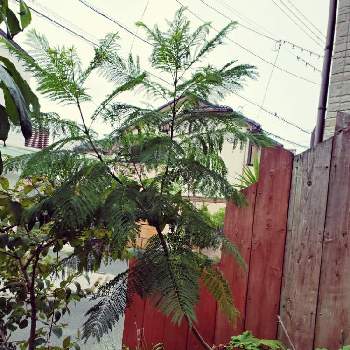 ジャカランダ(紫雲木)の画像 by RIAN マスターさん | 小さな庭とジャカランダ （キリモドキ）とジャカランダ(紫雲木)とジャカランダと台風接近