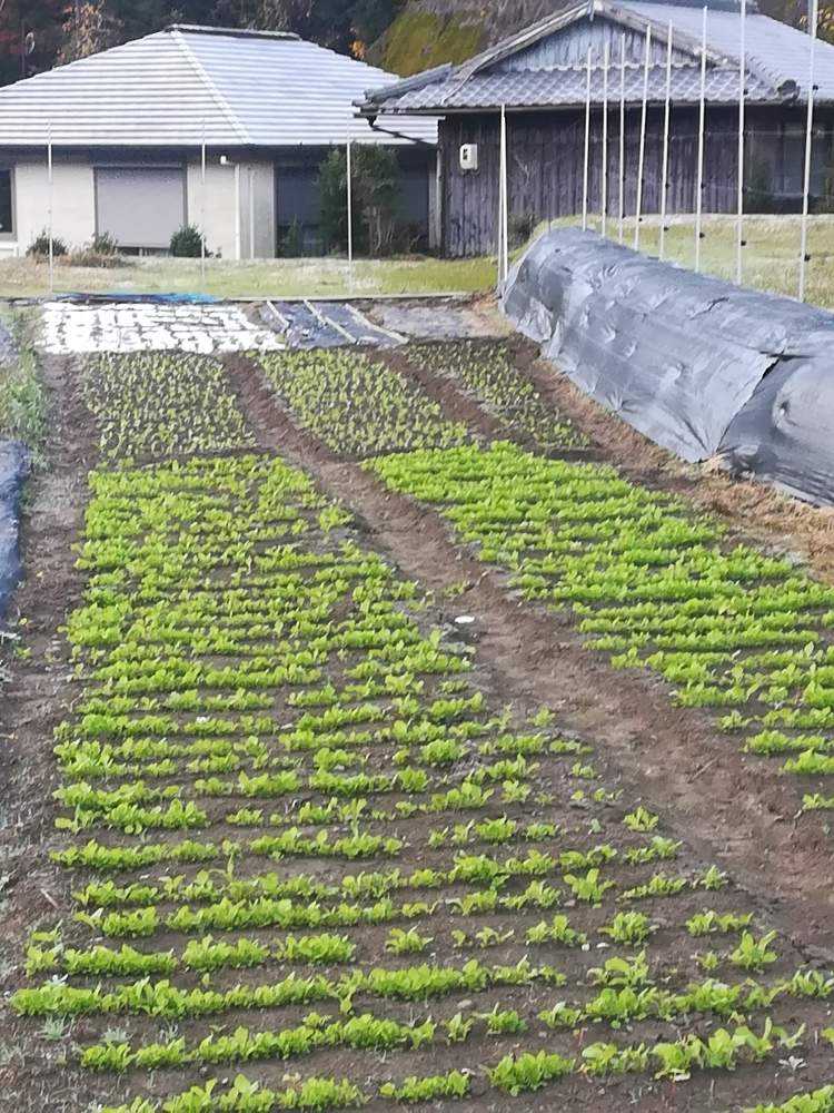 和歌山県田辺市の花畑 菜の花 Greensnap グリーンスナップ