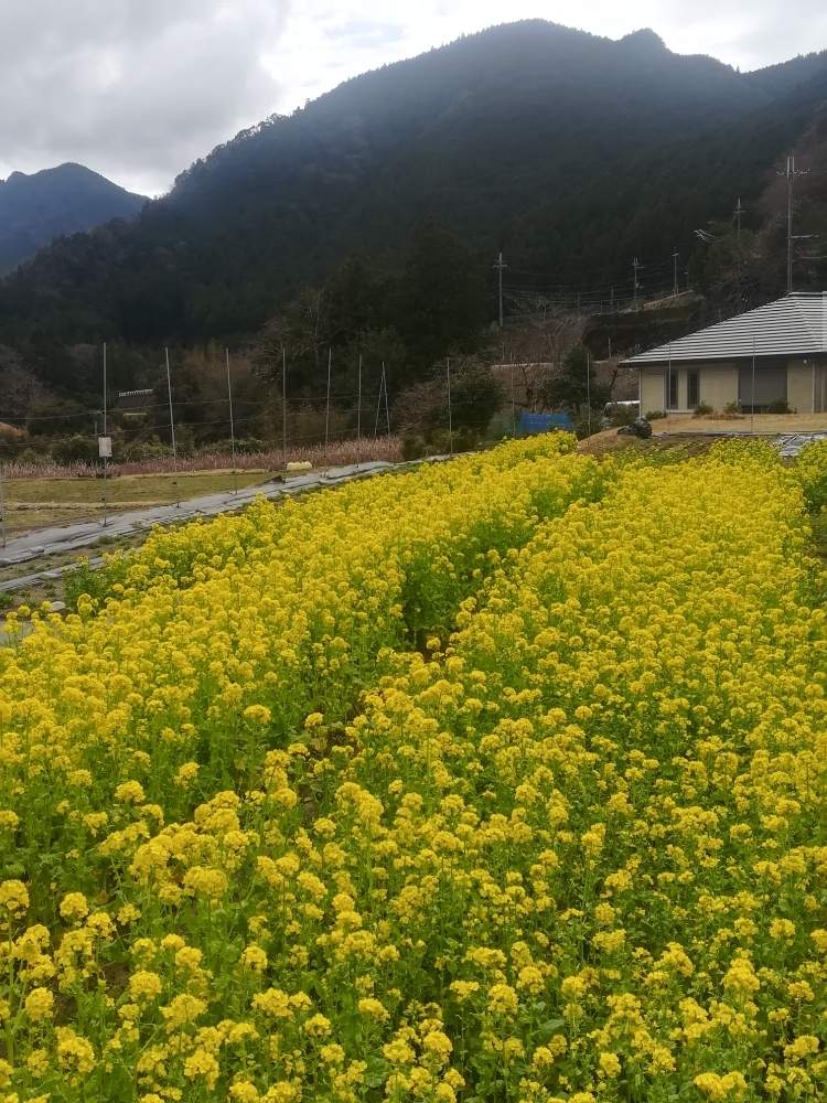 和歌山県田辺市の花畑 菜の花 Greensnap グリーンスナップ