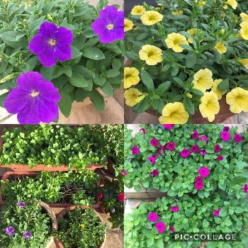 冬越しサフィニアの投稿画像一覧 Greensnap グリーンスナップ