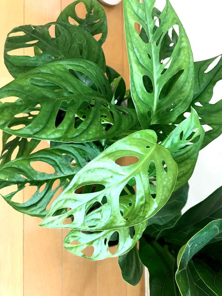 モンステラの投稿画像 By Moe さん マドカズラとモンステラ フリードリヒスターリーとモンステラ属と観葉植物と花と観葉植物とわが家の観葉植物 と自然大好きとおうち園芸と緑のある暮らしとモンステラ ルードリヒスターリーと観葉植物のある暮らしとガーデニング