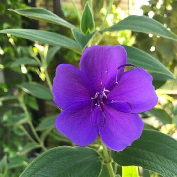 紫が美しい花の投稿画像一覧 Greensnap グリーンスナップ