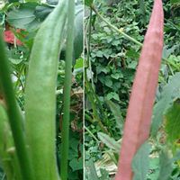 オクラ,紅オクラ,丸莢オクラエメラルドの画像