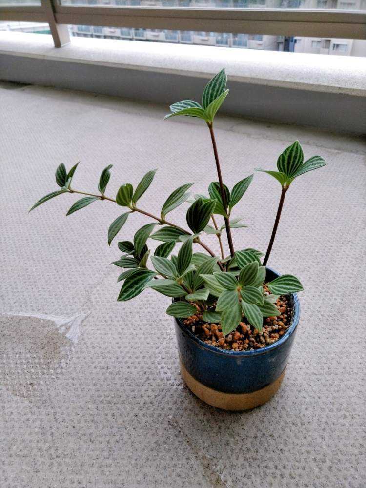 ストロベリーグアバ。果樹。鉢ごと無料で発送致します。 ストロベリー