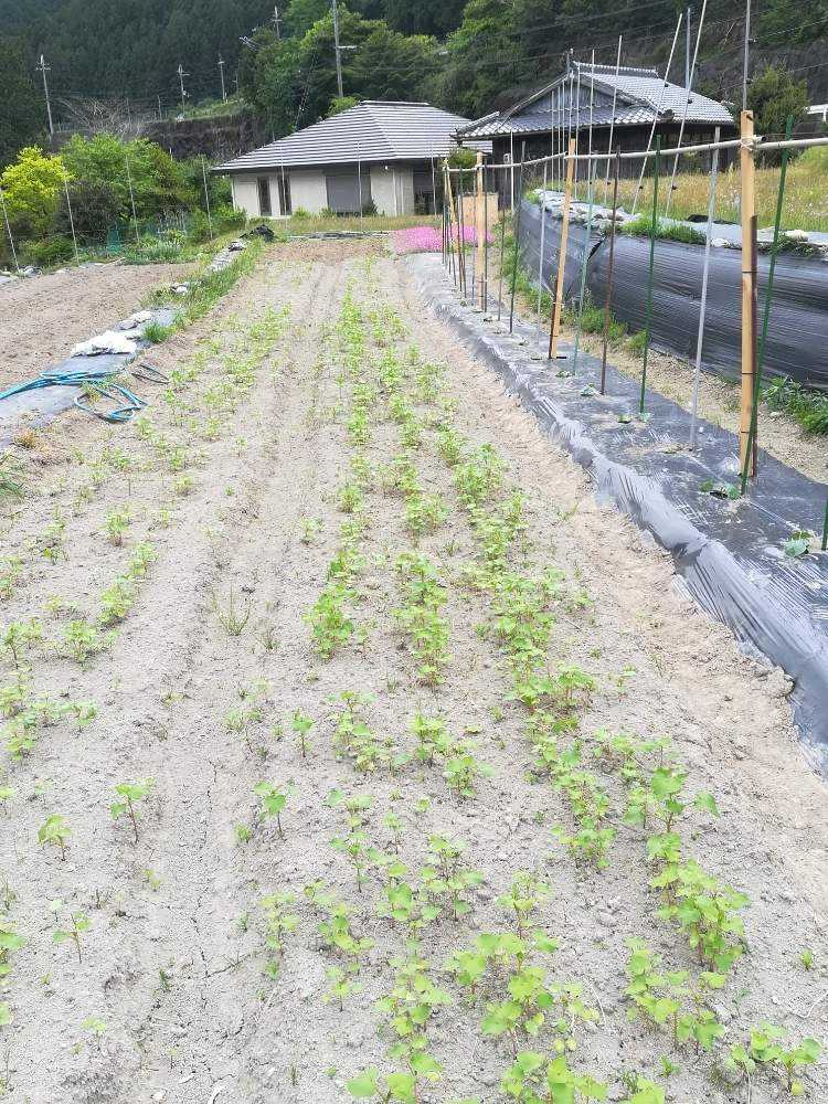 和歌山県田辺市の花畑 白ナタ豆をメジャーに Greensnap グリーンスナップ