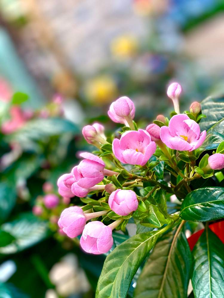 ルクリア アッサムニオイザクラ の投稿画像 By みどり さん スマホ撮影と癒しと感謝とお花が好き と花のある暮らしとピンク ピンク 月9月2日 Greensnap グリーンスナップ