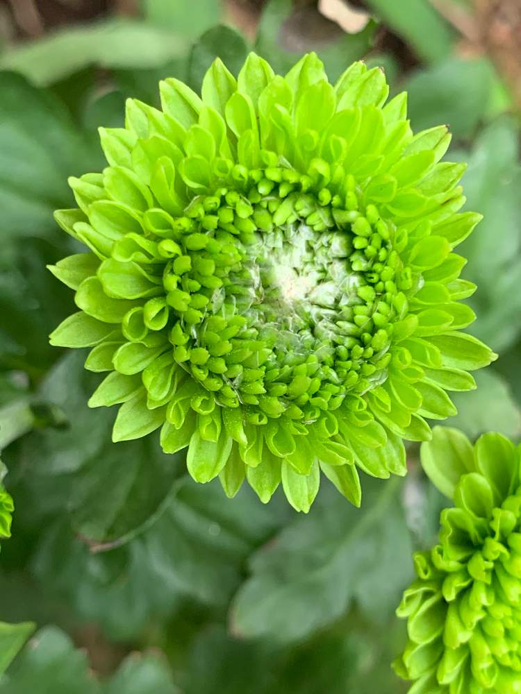 キクの投稿画像 By Mariakoさん ピンポンマム ヒーリングとピンポンマムと梨愛ちゃんに と届きますように と笑顔配達人 と今日の花とまほこちゃんからのプレゼント 月9月2日 Greensnap グリーンスナップ