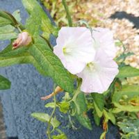 ヒルガオの画像