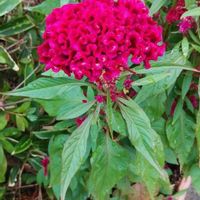 ケイトウの画像