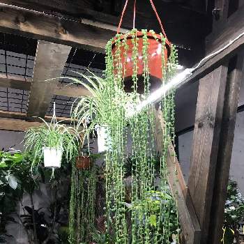 長いグリーンネックレスの投稿画像一覧 Greensnap グリーンスナップ