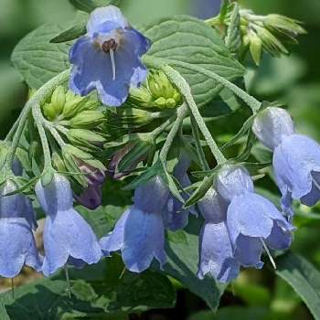 蝦夷瑠璃草の投稿画像一覧 Greensnap グリーンスナップ 蝦夷瑠璃草の投稿画像一覧 Greensnap グリーンスナップ