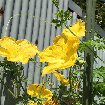 ヘチマの花 雄花 の投稿画像一覧 Greensnap グリーンスナップ