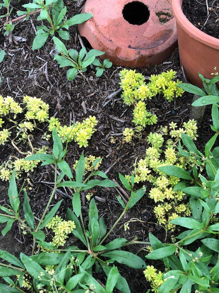 セダム 細葉黄金万年草|🍀GreenSnap(グリーンスナップ) セダム 細葉黄金万年草|🍀GreenSnap(グリーンスナップ)