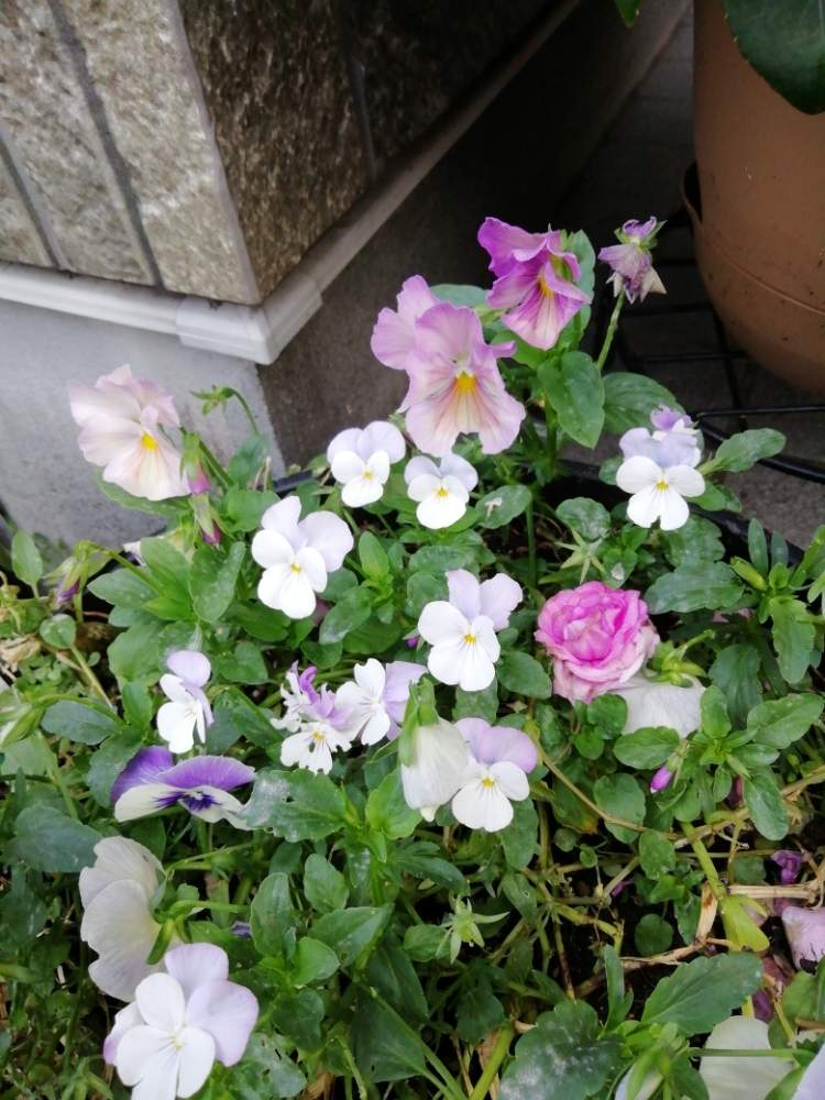 パンジーの投稿画像 By はな さん ビオラとフリル咲きパンジーと夏越し成功のパンジー ビオラとおうち園芸 月9月2日 Greensnap グリーンスナップ