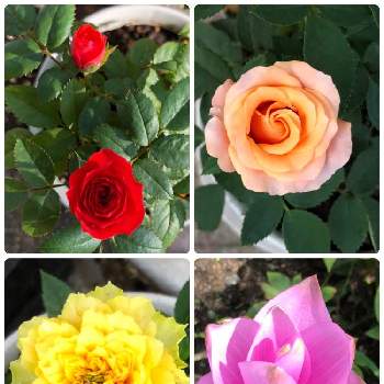 ミニ薔薇初心者の画像 by pochikoさん | 小さな庭とクルクマとミニ 薔薇とミニ薔薇初心者とお花大好きとおうち園芸と我が家の庭からと花のある暮らし
