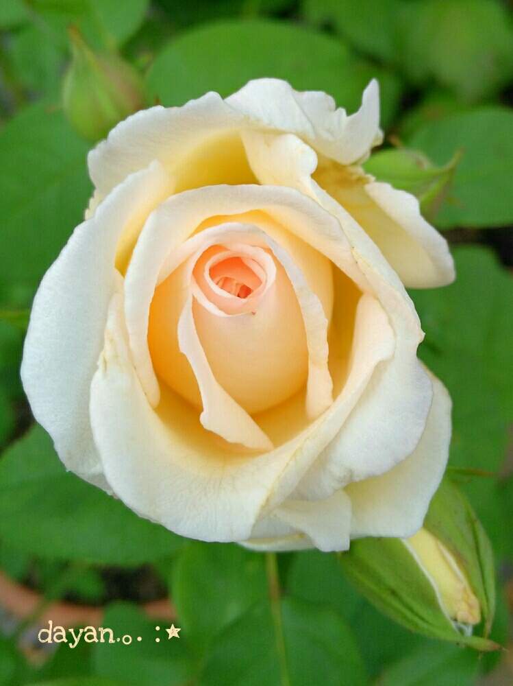薫乃 かおるの の投稿画像 By Dayanさん 小さな庭とばら バラ 薔薇と薔薇愛同盟と水曜ローズショーと鉢植えとgsでバラ園と北海道とdayan S Roseとバラを楽しむとばら バラ 薔薇と薔薇愛同盟と水曜ローズショーと鉢植えとgsでバラ園と北海道とdayan S Roseとバラを楽しむ