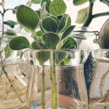 アロマティカス水差しの投稿画像一覧 Greensnap グリーンスナップ アロマティカス水差しの投稿画像一覧 Greensnap グリーンスナップ