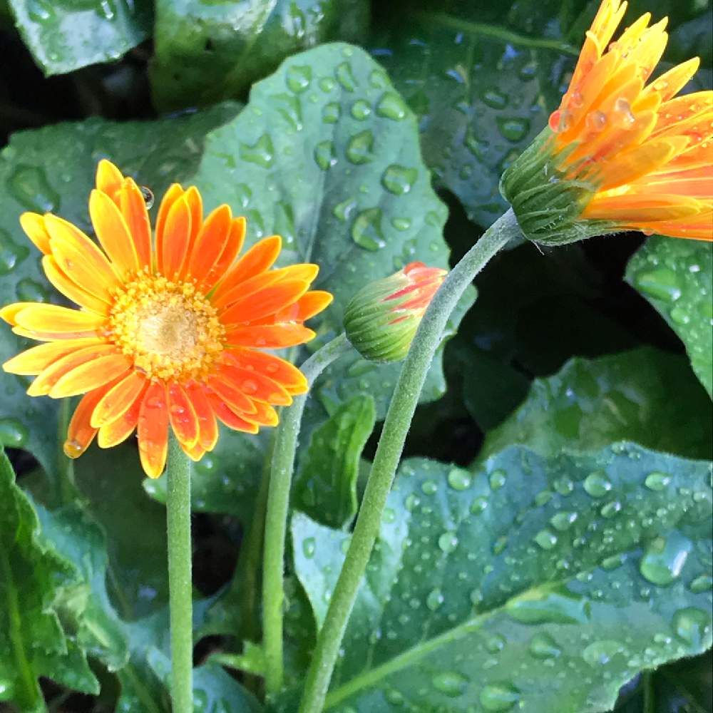 ガーデンガーベラの投稿画像 By トッティーさん ガーデニングと花のある暮らしと零れ種 月9月3日 Greensnap グリーンスナップ
