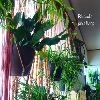 リプサリス ピンクサリーの画像 by junさん | 窓辺とリプサリス・ミクランサとリプサリス エワルディアナとリプサリス ピンクサリーとリプサリス アグドエンシスとリプサリスと多肉植物とサボテン科と観葉植物と森林性サボテンと私の森とno green no lifeとハンギングとプラントハンガー