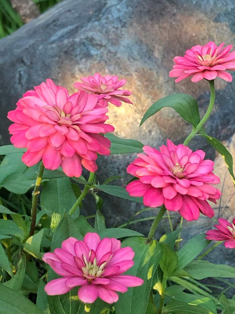 ジニア 百日草 の投稿画像 By レモンライムさん ジニアと愛らしい とスマホ撮影とかわいい とおうち園芸と朝日を浴びてとピンクのお花と花のある暮らしと暑さのなかで 月9月3日 Greensnap グリーンスナップ