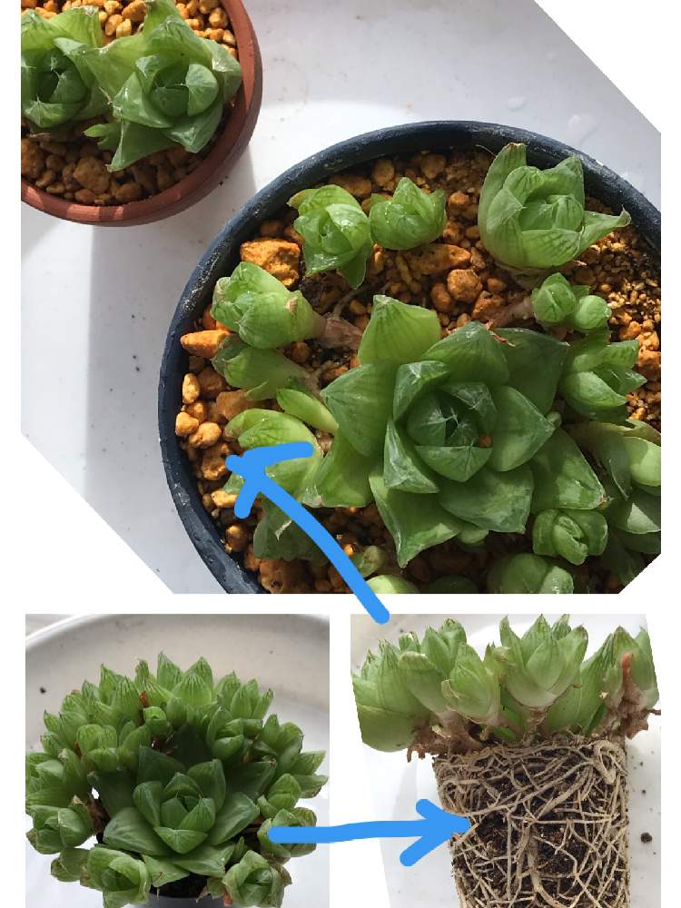 ハオルチア 京の華の投稿画像 By ｅｔさん ハオが好きとハオルチア属と多肉大好きと植え替えとハオルシア属 とハオルチア京の華と大好き ハオルチア 月9月3日 Greensnap グリーンスナップ
