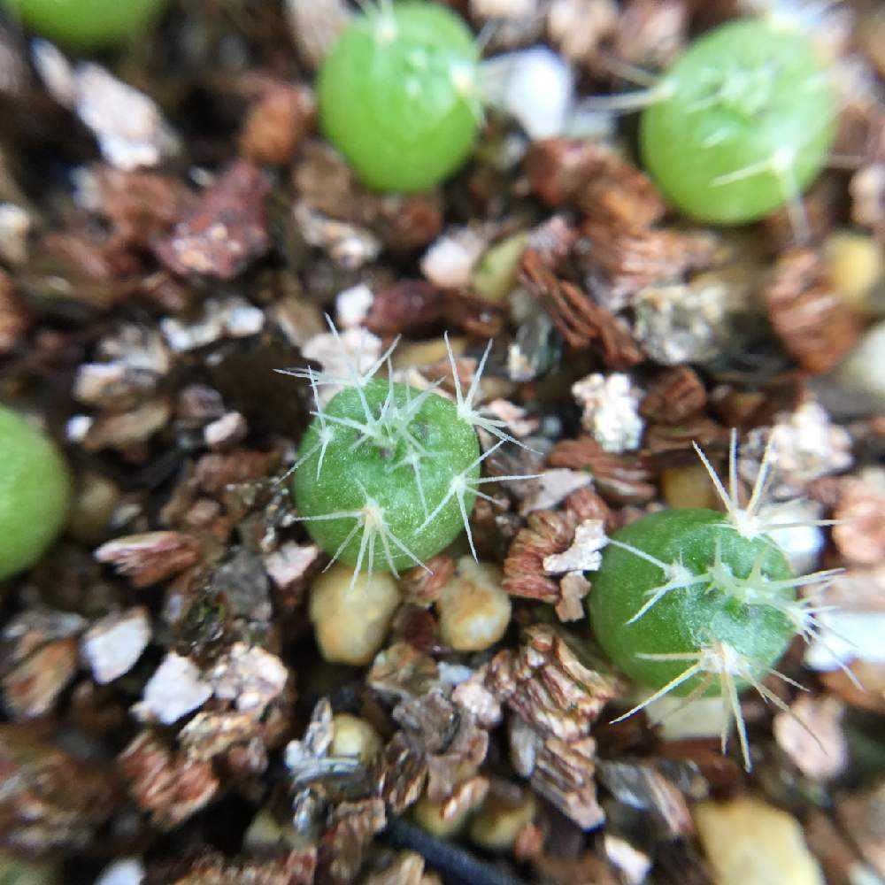 最大70％オフ！ ギムノカリキウム Gymnocalycium の種子ミックス その他種、種子