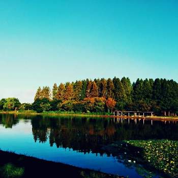 紅葉の始まりの画像 by m＆oさん | お出かけ先と水辺の風景と紅葉の始まりと対岸は水元公園とメタセコイヤの森とみさと公園