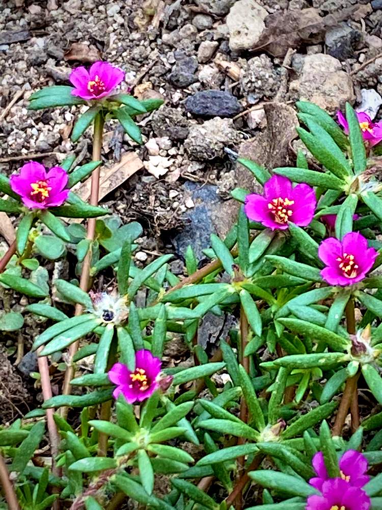 マツバボタンに似た花