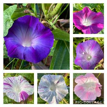 変化朝顔 の投稿画像一覧 Greensnap グリーンスナップ