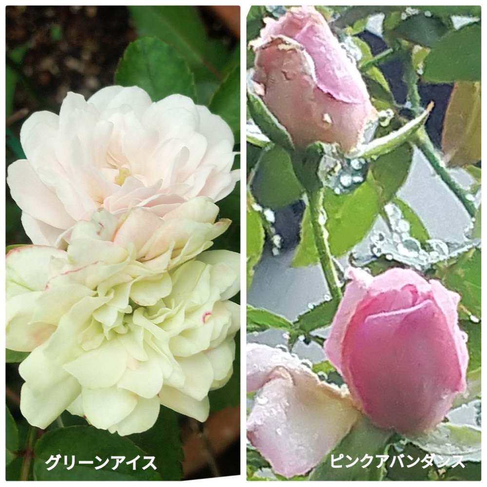 グリーンアイス薔薇の投稿画像 By メリーさん ピンクアバンダンス薔薇とおうち園芸と鉢植えと小さい花壇と花のある暮らしと狭い花壇と地植え 月9月3日 Greensnap グリーンスナップ