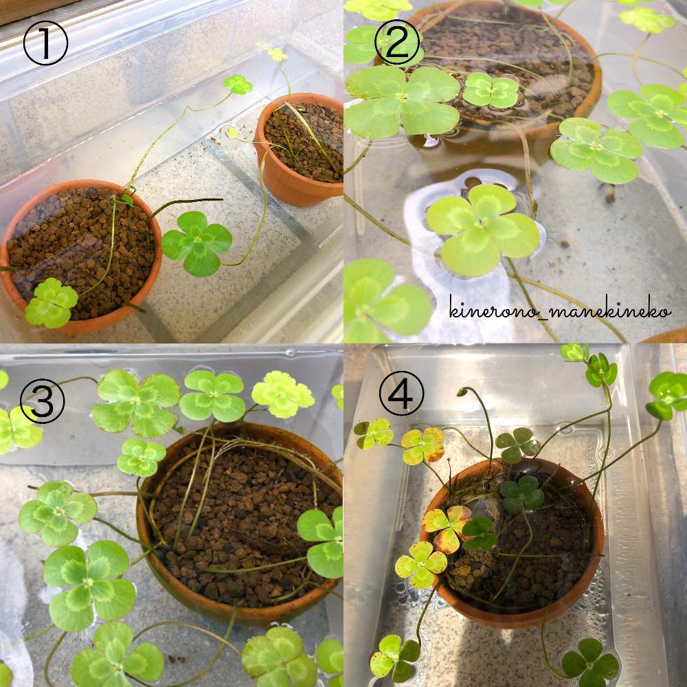 水草の投稿画像 By 金色の招き猫さんさん ウォータークローバーと暑い と育てる水草 月9月3日 Greensnap グリーンスナップ