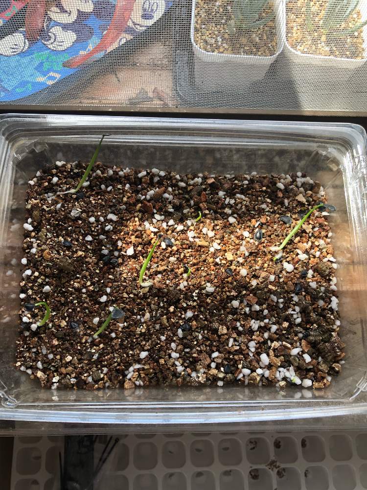 アガベ モンタナの投稿画像 By Mimkekさん 窓辺と多肉植物とたねからの幸せと南向きと種まき と 多肉 多肉植物 たにくとおうち園芸と実生と種から育てる とたにおたくらぶとアガベ モンタナとアガベ属と多肉植物とたねからの幸せと南向きと種まきと 多肉 多肉植物 たに