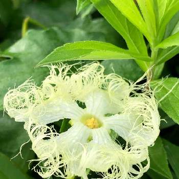 夜に咲く花 の投稿画像一覧 Greensnap グリーンスナップ